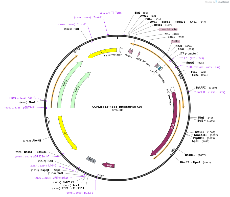 224065-plasmid-map-sequence-id-443082