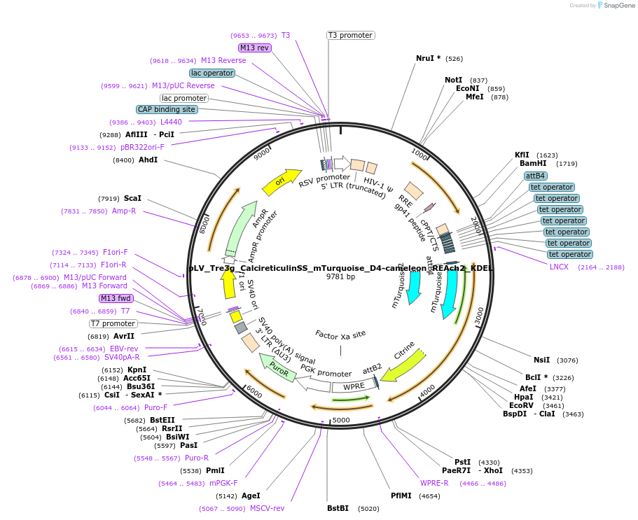 216253-plasmid-map-sequence-id-443096