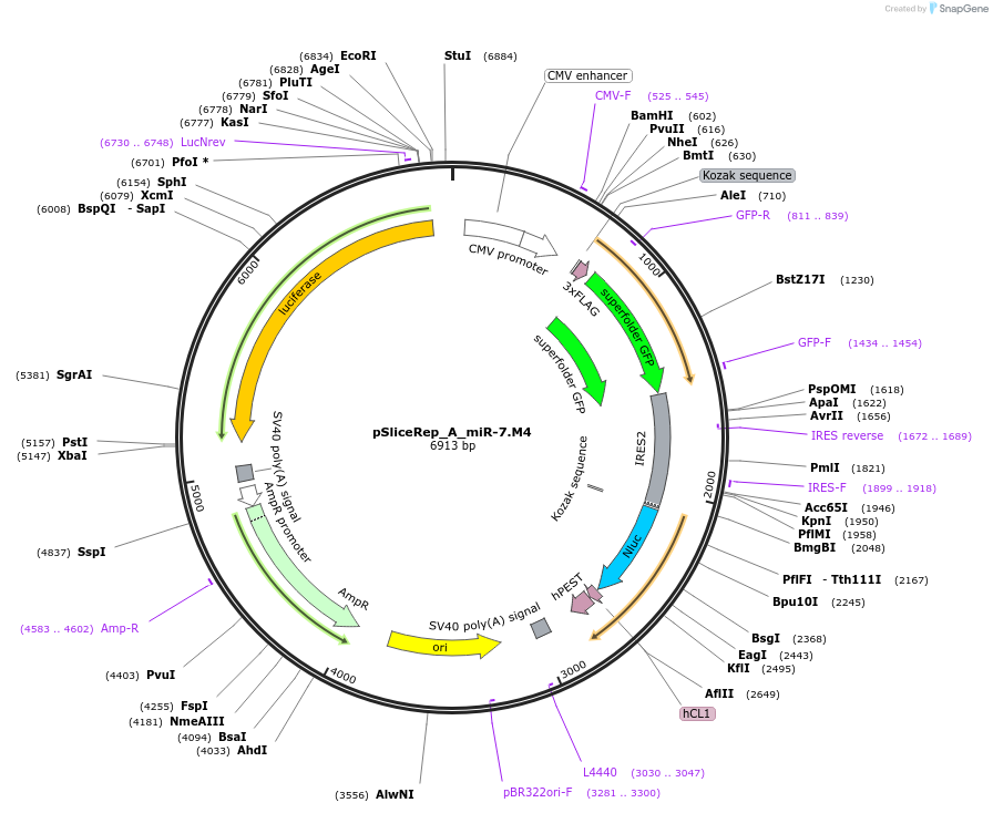 220465-plasmid-map-sequence-id-443097