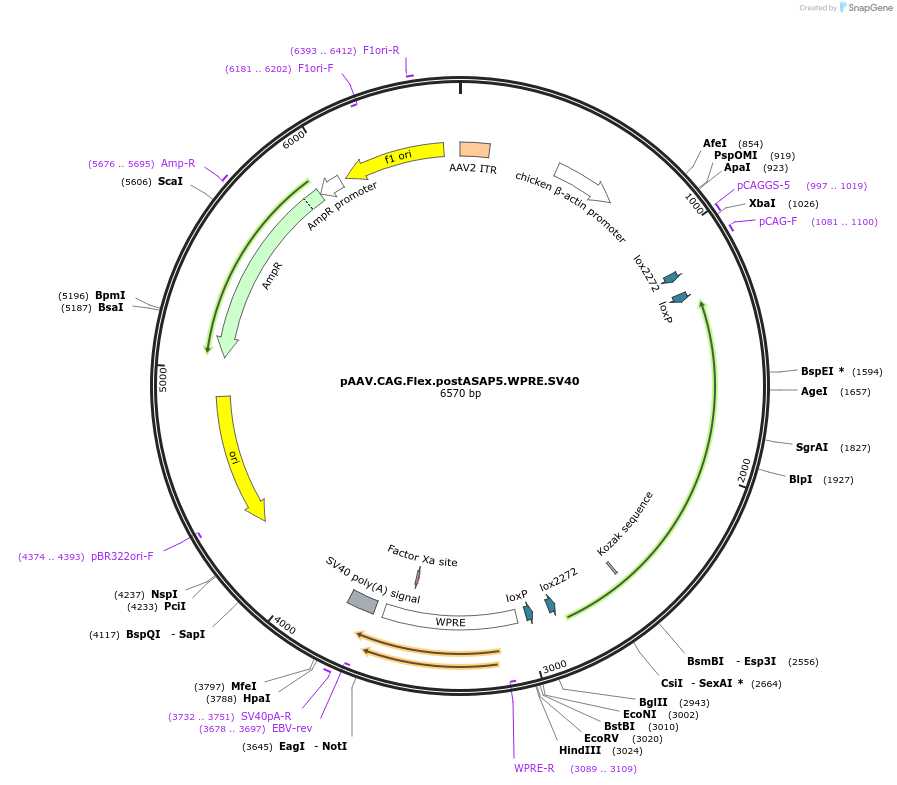 224136-plasmid-map-sequence-id-443098