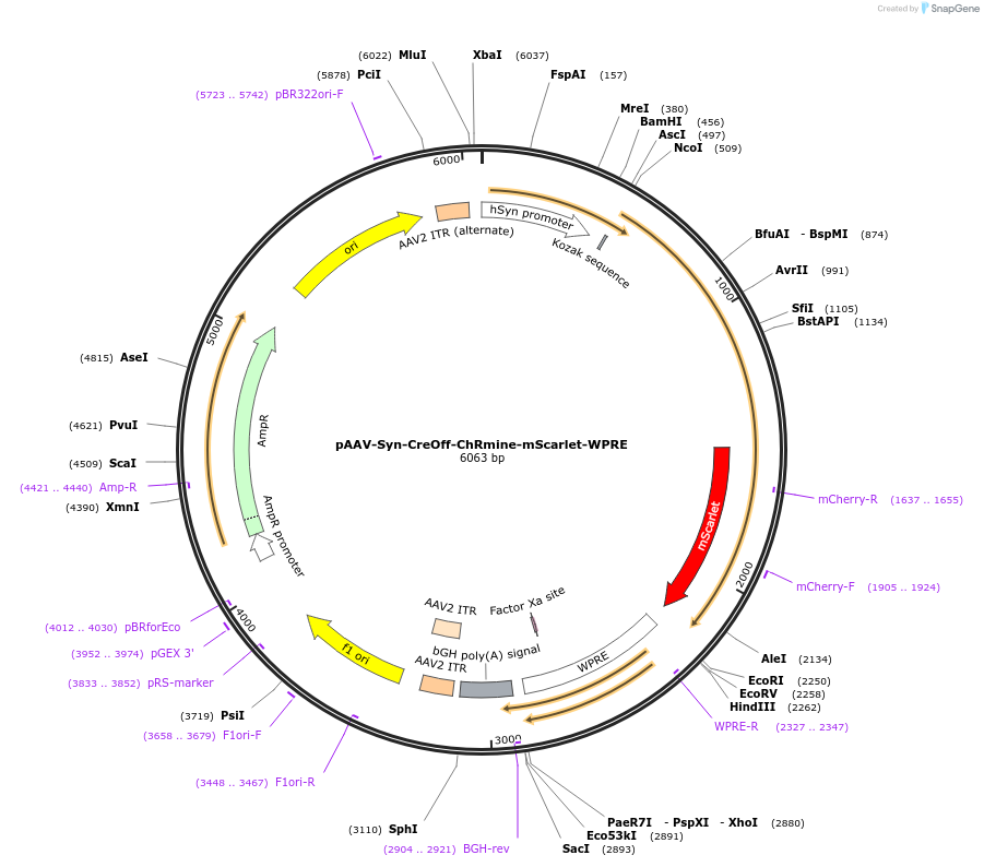 224137-plasmid-map-sequence-id-443099