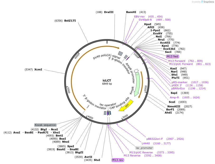223179-plasmid-map-sequence-id-443108