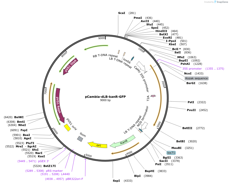 223177-plasmid-map-sequence-id-443110