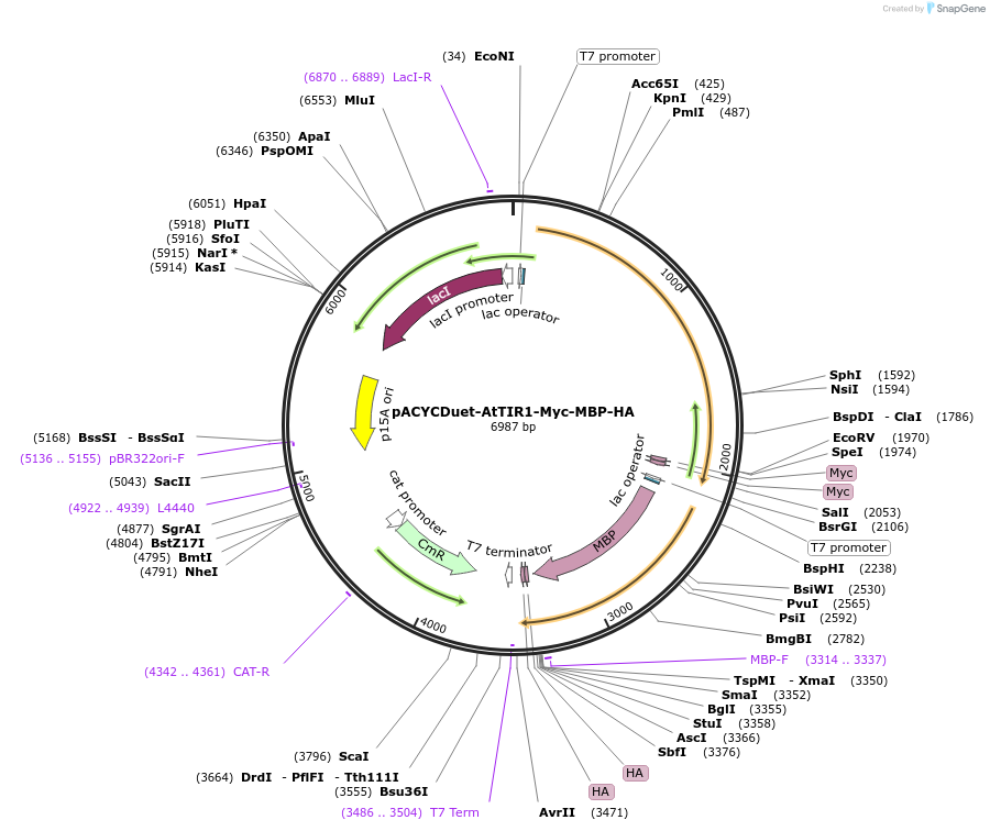 222709-plasmid-map-sequence-id-443118