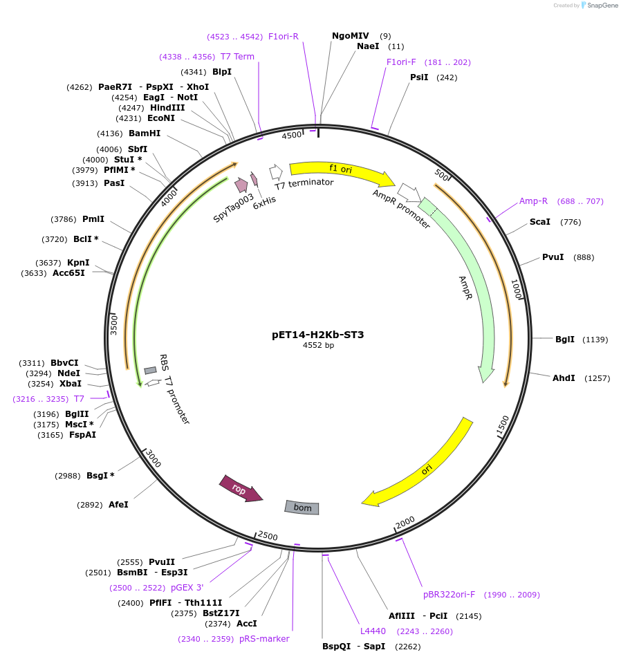 223221-plasmid-map-sequence-id-443119