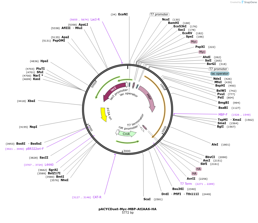 222710-plasmid-map-sequence-id-443122