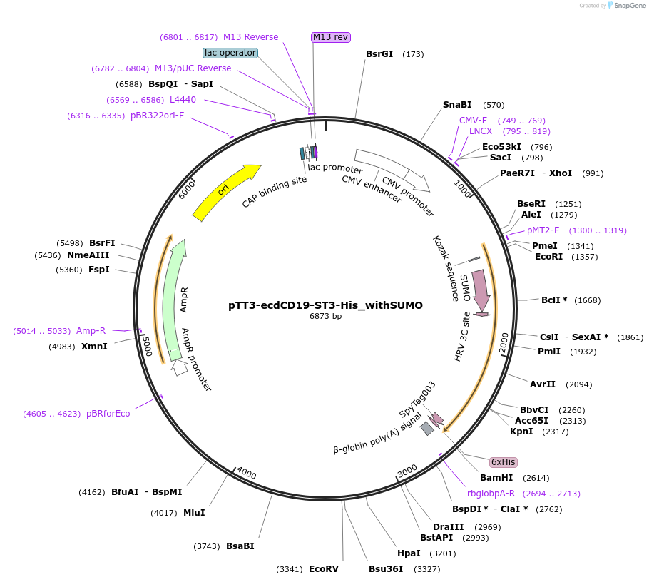 223219-plasmid-map-sequence-id-443124