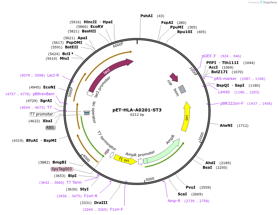 223220-plasmid-map-sequence-id-443127