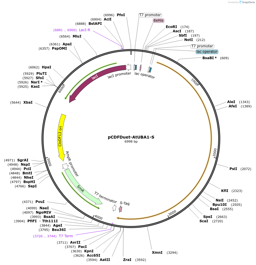 222712-plasmid-map-sequence-id-443129