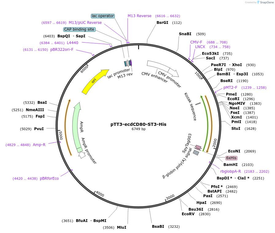 210665-plasmid-map-sequence-id-443131
