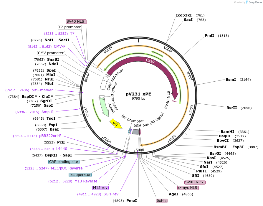 225257-plasmid-map-sequence-id-443146