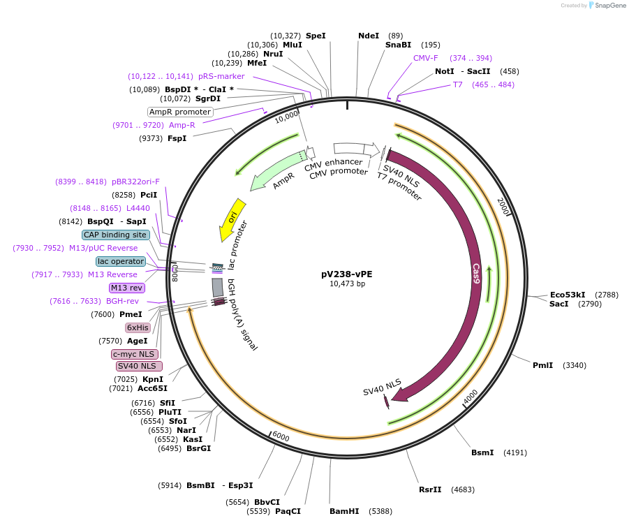 225258-plasmid-map-sequence-id-443147