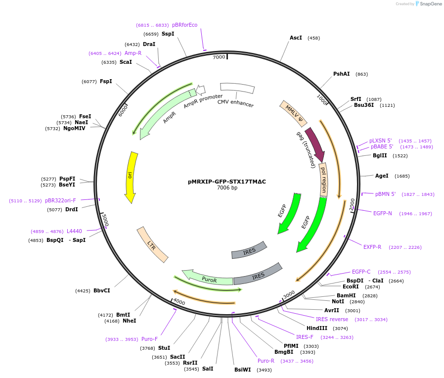 221737-plasmid-map-sequence-id-443148