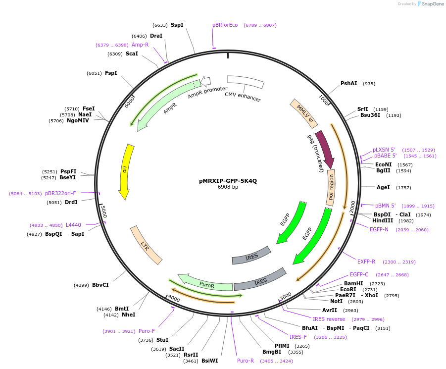 221740-plasmid-map-sequence-id-443151