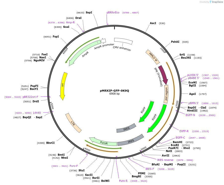 221743-plasmid-map-sequence-id-443159