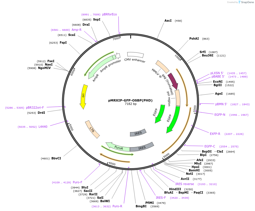 221745-plasmid-map-sequence-id-443161