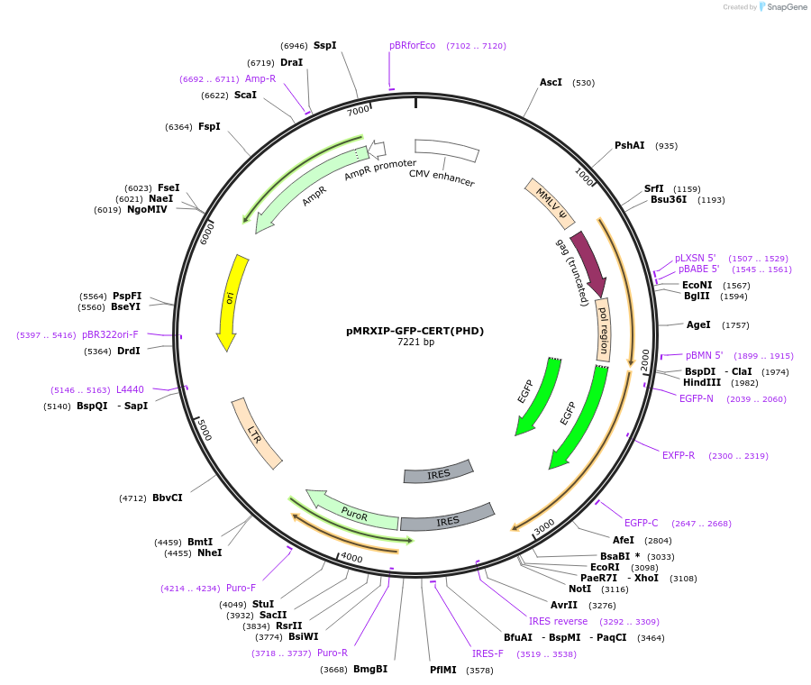 221746-plasmid-map-sequence-id-443163