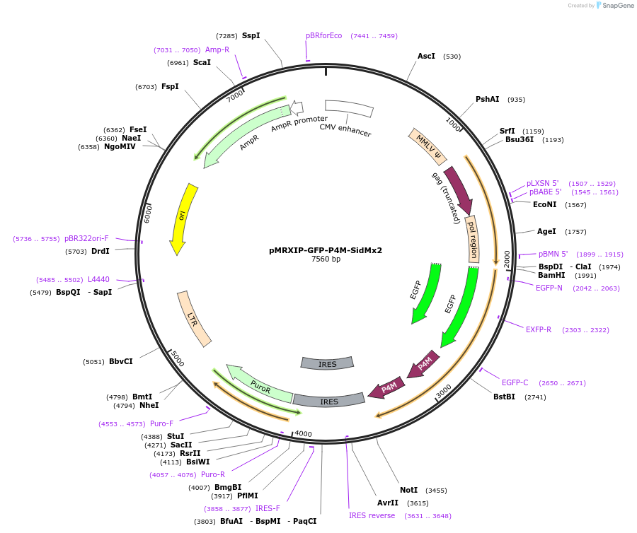 221747-plasmid-map-sequence-id-443183