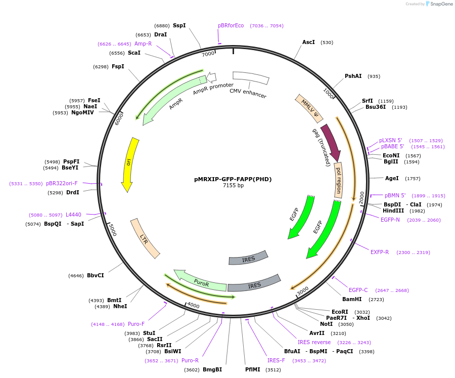 221748-plasmid-map-sequence-id-443184