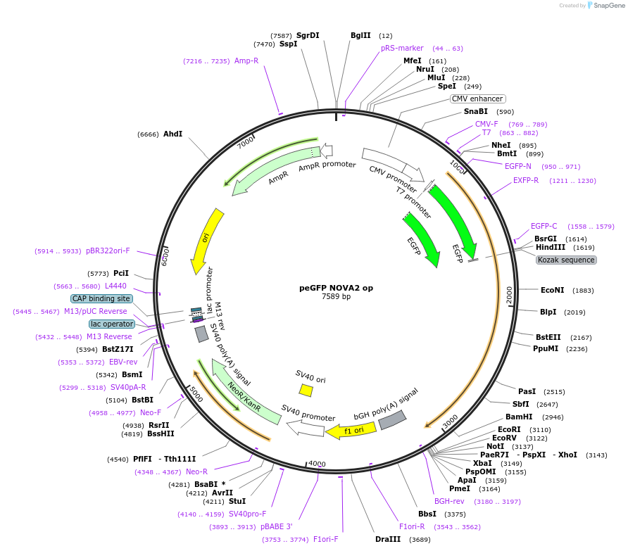 224354-plasmid-map-sequence-id-443191