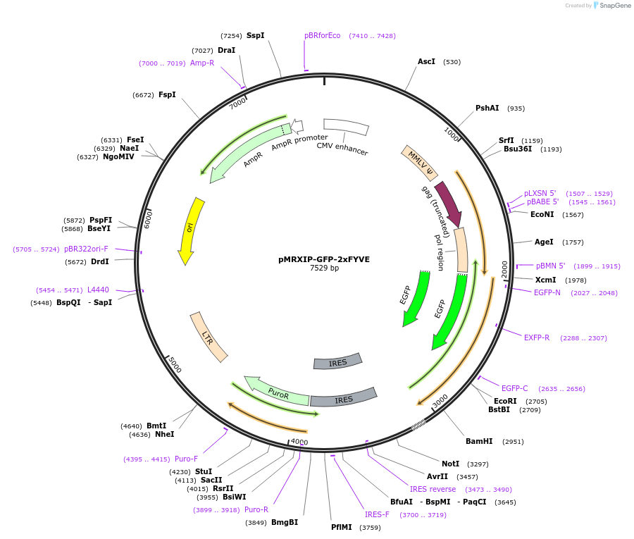 221750-plasmid-map-sequence-id-443192