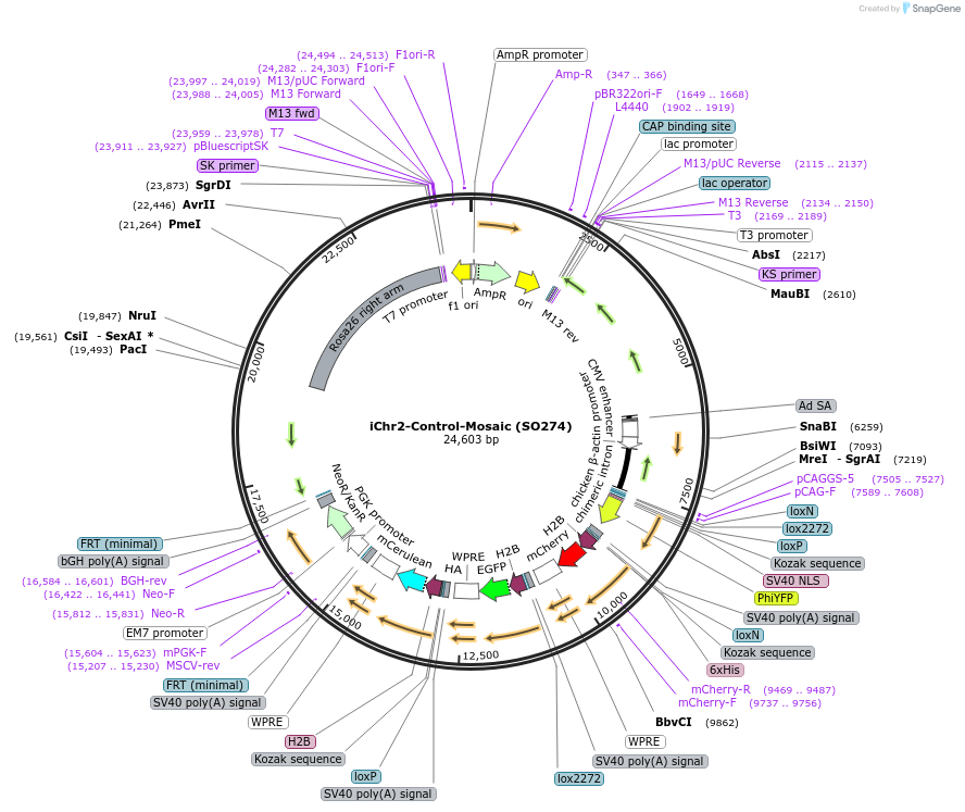 99751-plasmid-map-sequence-id-443195
