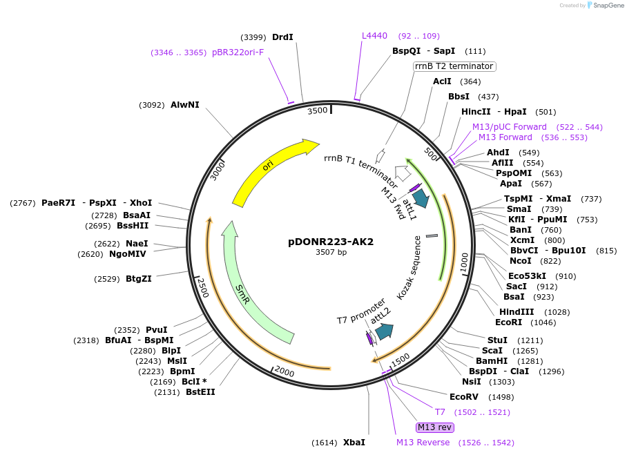 23676-plasmid-map-sequence-id-443280