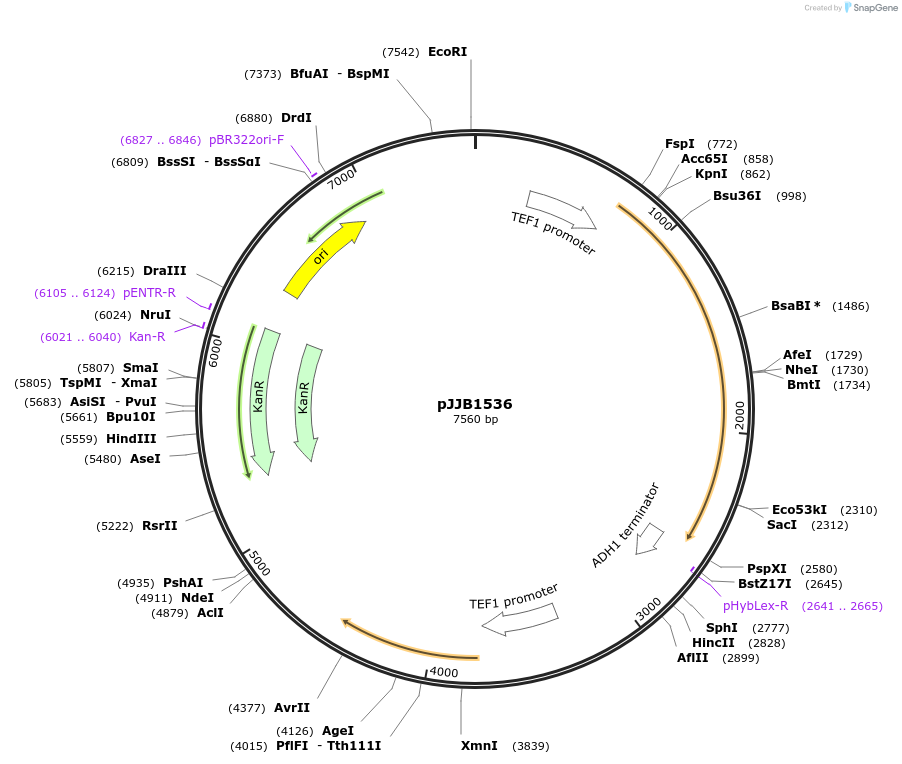 218617-plasmid-map-sequence-id-443282