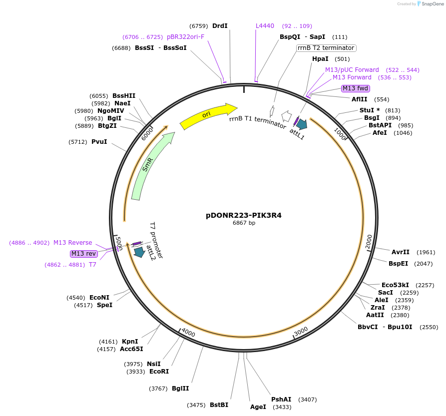23488-plasmid-map-sequence-id-443283
