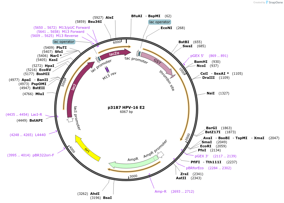 10846-plasmid-map-sequence-id-443290