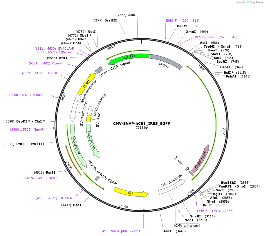 223505-plasmid-map-sequence-id-443299