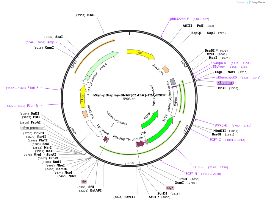 223504-plasmid-map-sequence-id-443304