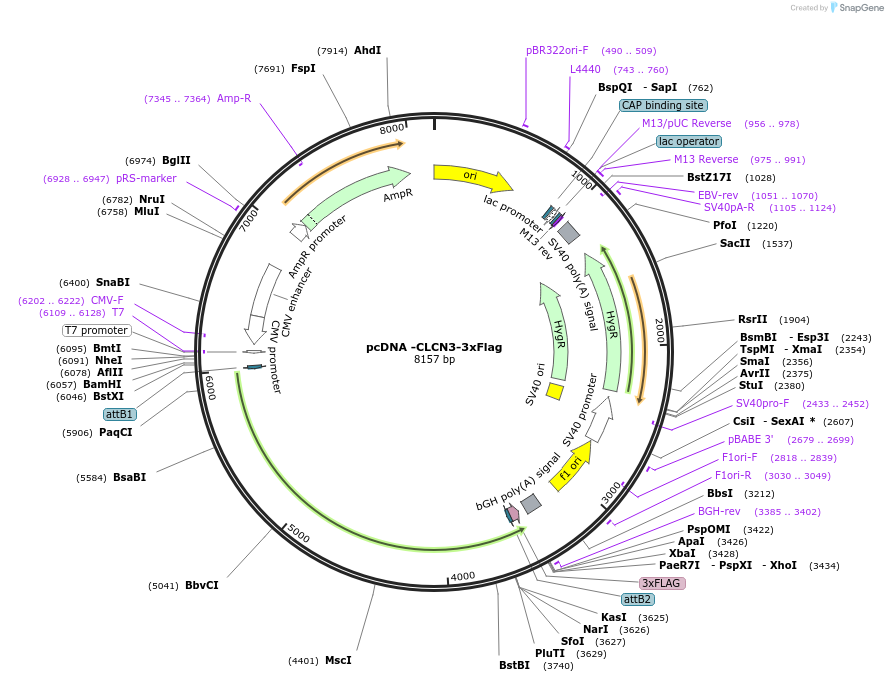 225506-plasmid-map-sequence-id-443319