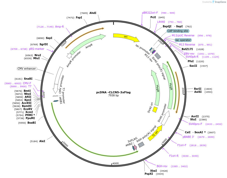 225507-plasmid-map-sequence-id-443320