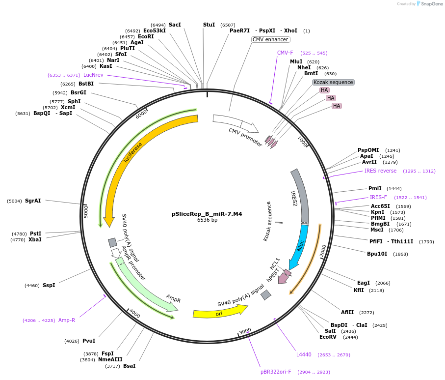 220469-plasmid-map-sequence-id-443338