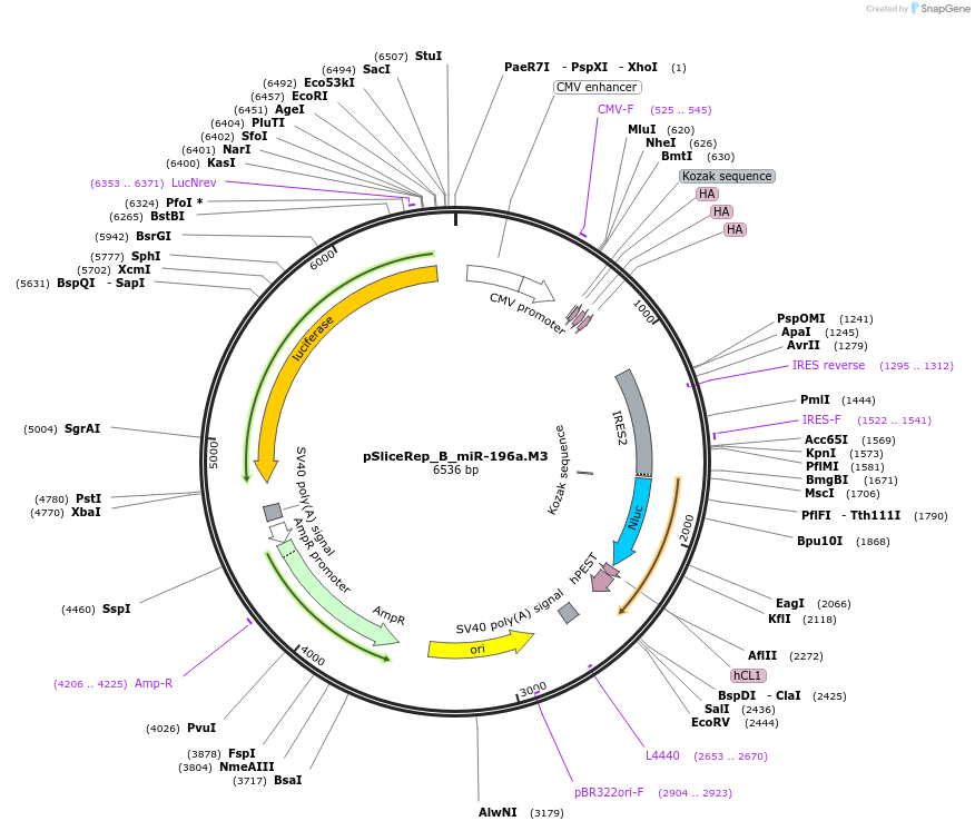 220471-plasmid-map-sequence-id-443342