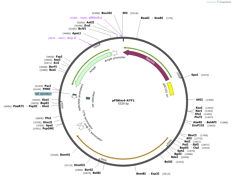 221133-plasmid-map-sequence-id-443343
