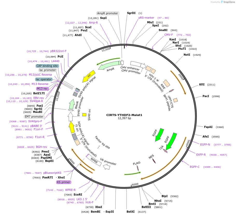 216858-plasmid-map-sequence-id-443348