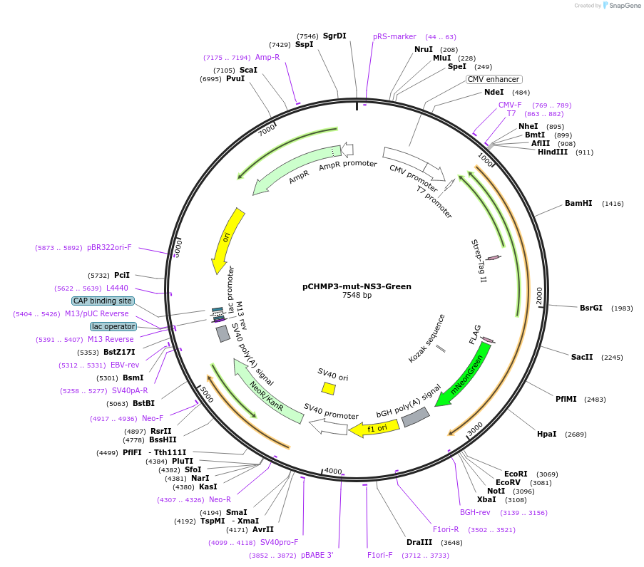223530-plasmid-map-sequence-id-443352