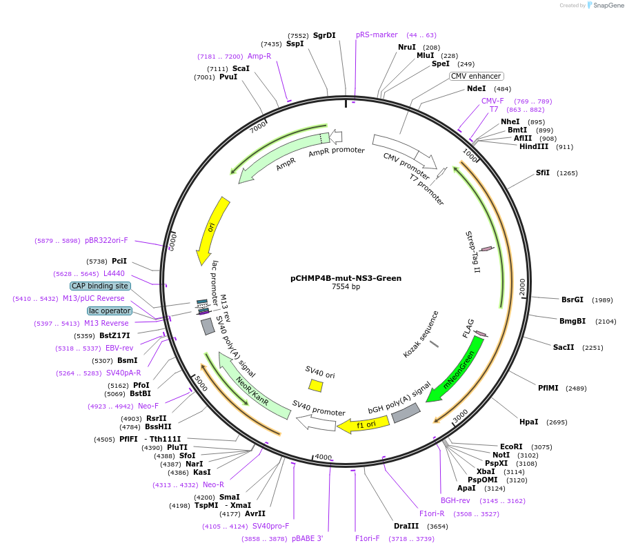 223531-plasmid-map-sequence-id-443356