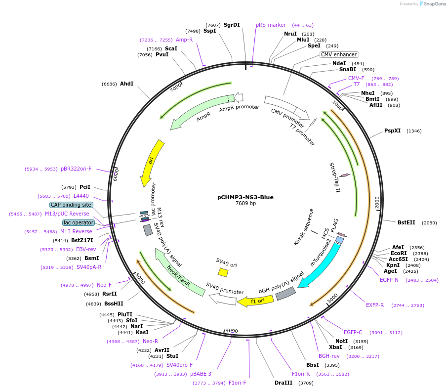 223533-plasmid-map-sequence-id-443364