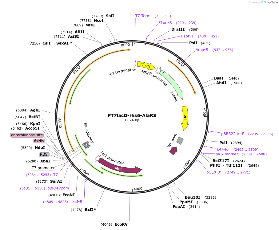 224362-plasmid-map-sequence-id-443390