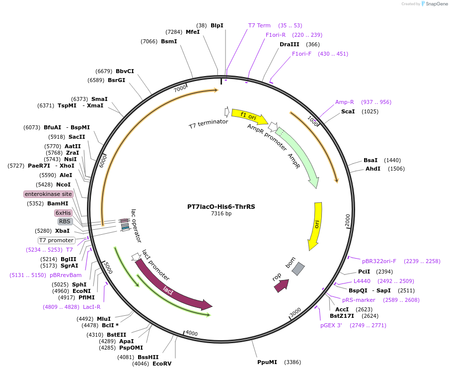 224365-plasmid-map-sequence-id-443392