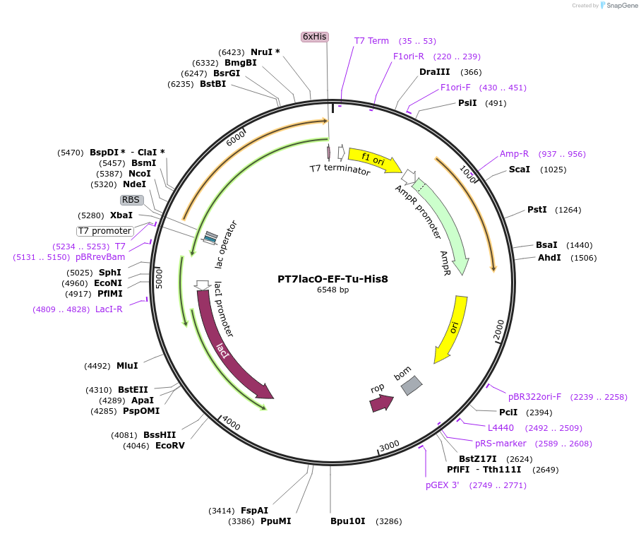 224370-plasmid-map-sequence-id-443402