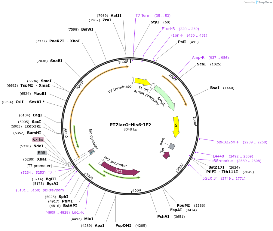 224367-plasmid-map-sequence-id-443406