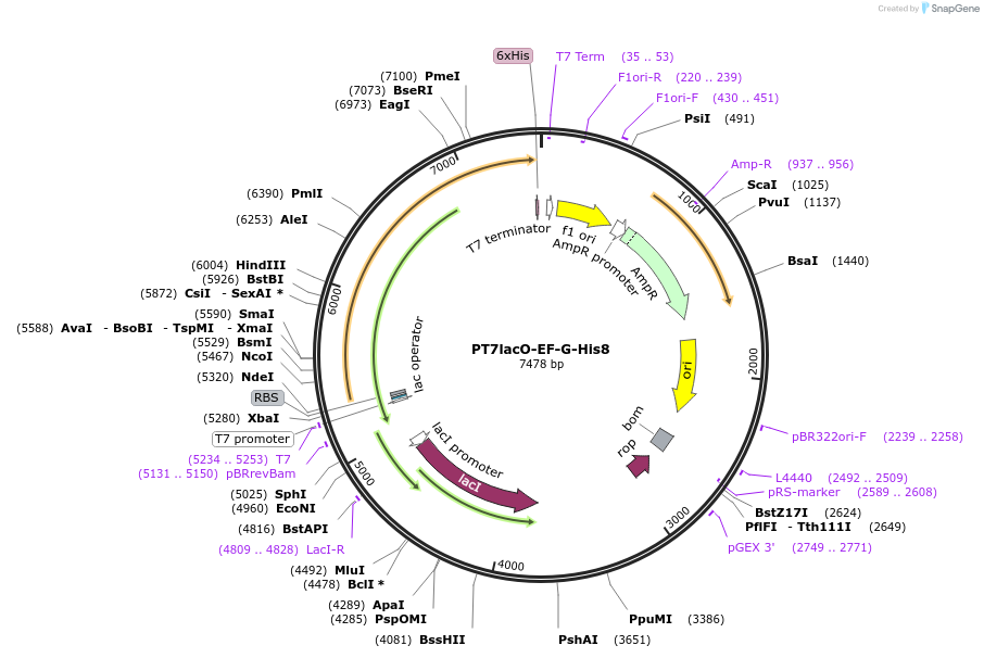 224369-plasmid-map-sequence-id-443408