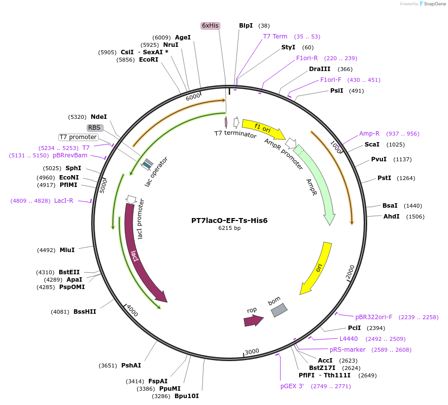 224371-plasmid-map-sequence-id-443411