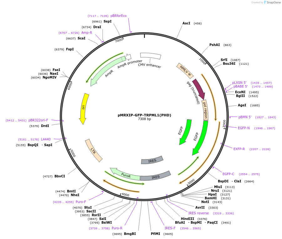 221752-plasmid-map-sequence-id-443426