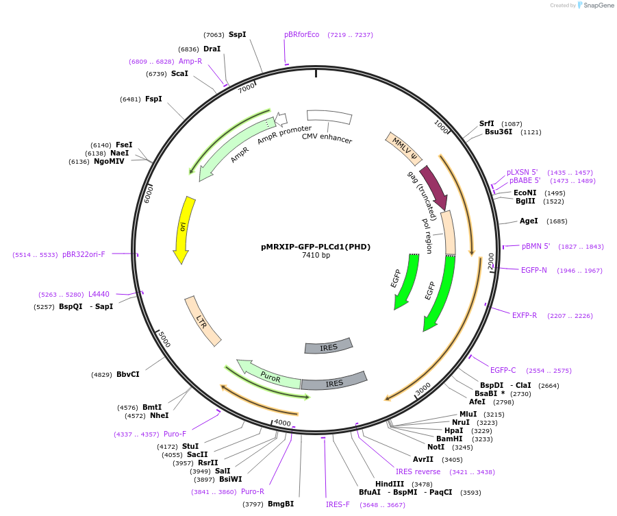 221753-plasmid-map-sequence-id-443427