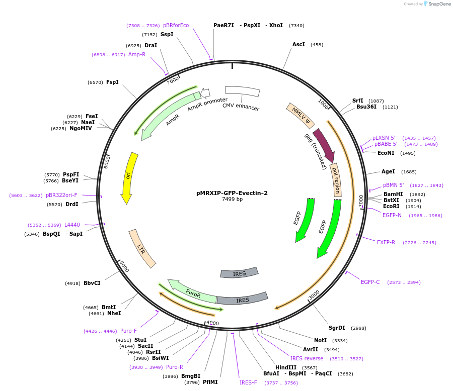 221754-plasmid-map-sequence-id-443428